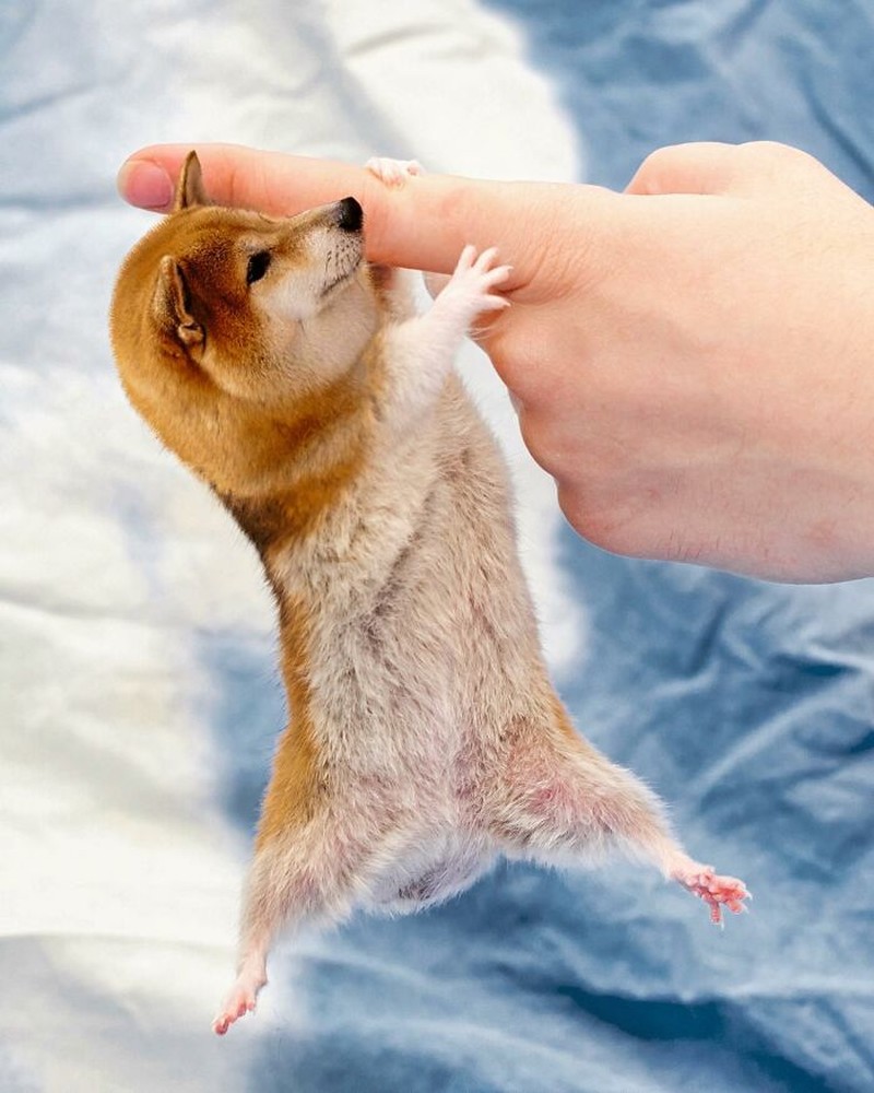 Hewan Editan Photoshop