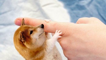 Ada yang mau melihara hamster berkapala anjing haciko ini? Foto: Martin Bullock via Boredpanda