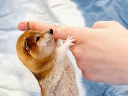 Deretan Hewan Hasil Editan Photoshop, Ngeri, Gemes hingga Bikin Ngakak