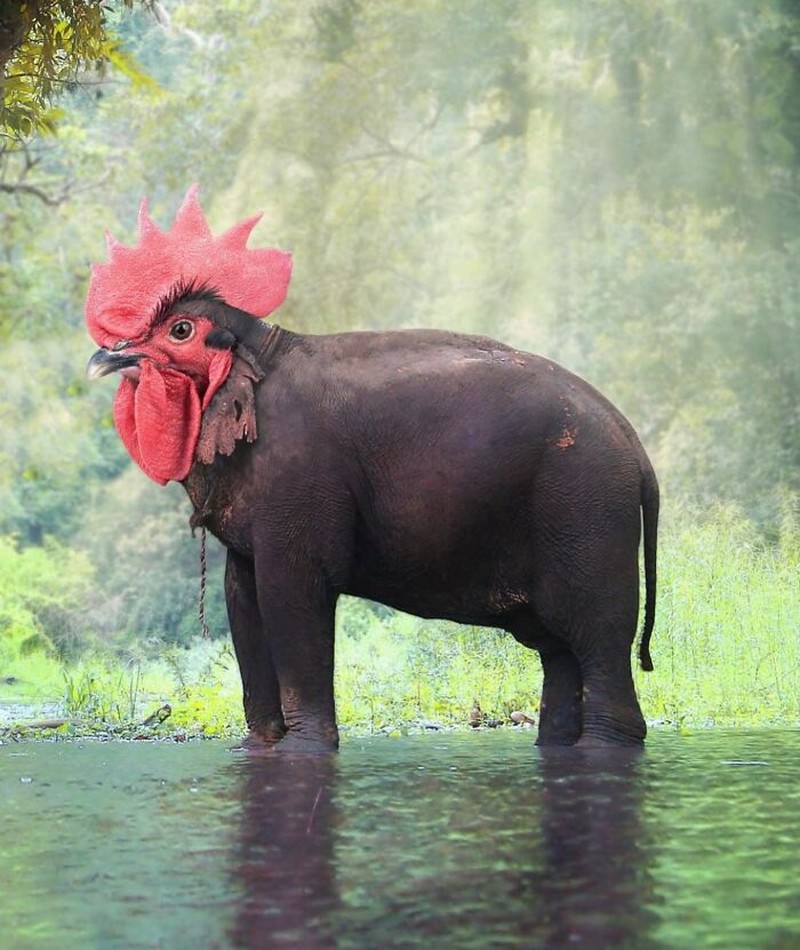 Hewan Editan Photoshop