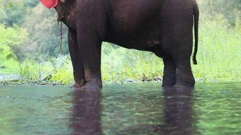 Ketika gajah berkepala ayam, seram atau menarik?Foto: Martin Bullock via Boredpanda