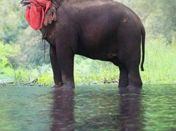 Deretan Hewan Hasil Editan Photoshop, Ngeri, Gemes hingga Bikin Ngakak