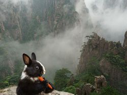 Deretan Hewan Hasil Editan Photoshop, Ngeri, Gemes hingga Bikin Ngakak