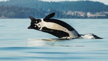 Pauk kucing yang bikin hepi... Foto: Martin Bullock via Boredpanda