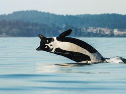 Deretan Hewan Hasil Editan Photoshop, Ngeri, Gemes hingga Bikin Ngakak