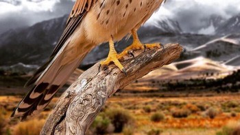 Burung ini mungkin lebih menyeramkan dibandingkan elang... Foto: Martin Bullock via Boredpanda