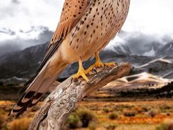 Deretan Hewan Hasil Editan Photoshop, Ngeri, Gemes hingga Bikin Ngakak