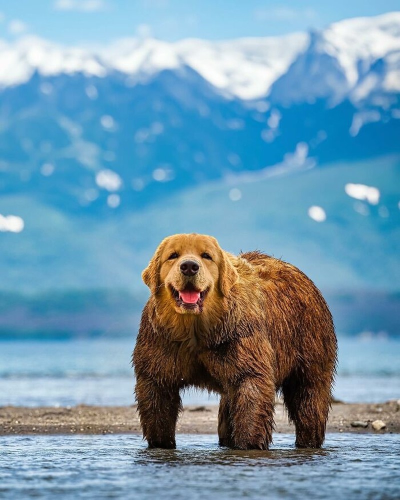 Hewan Editan Photoshop