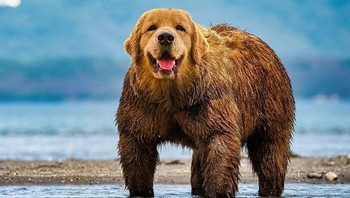 Beruang yang imut... Foto: Martin Bullock via Boredpanda