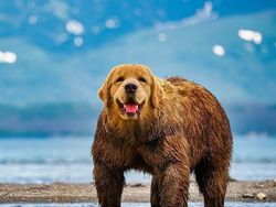 Deretan Hewan Hasil Editan Photoshop, Ngeri, Gemes hingga Bikin Ngakak