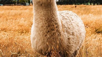 Ini alpacat. Foto: Martin Bullock via Boredpanda