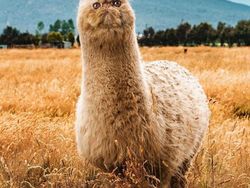 Deretan Hewan Hasil Editan Photoshop, Ngeri, Gemes hingga Bikin Ngakak