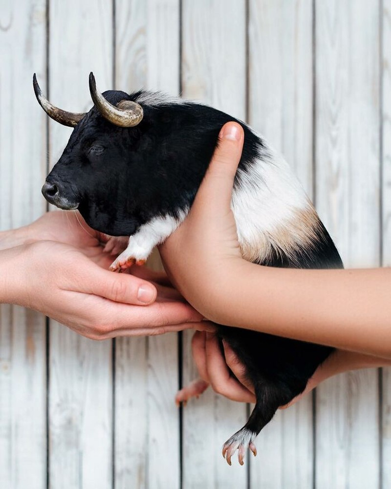 Hewan Editan Photoshop