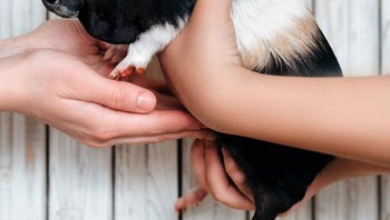 Guinea Cow namanya... Foto: Martin Bullock via Boredpanda