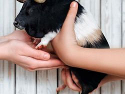 Deretan Hewan Hasil Editan Photoshop, Ngeri, Gemes hingga Bikin Ngakak