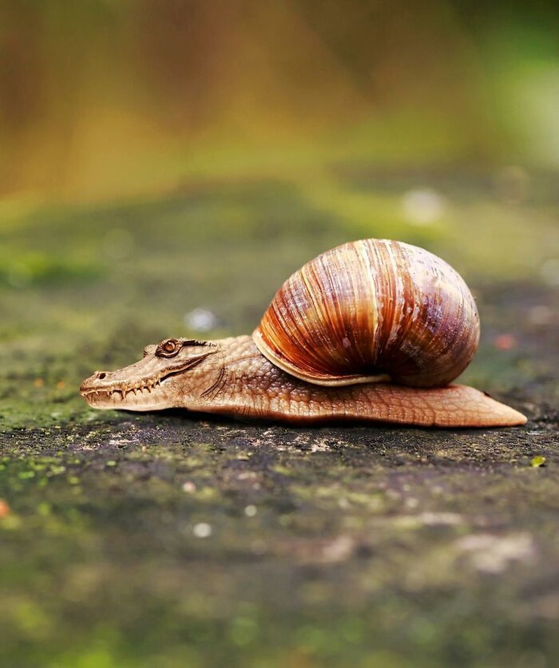 Hewan Editan Photoshop