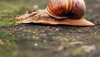Bekicot berkepala buayan ini menyeramkan bisa menggit... Foto: Martin Bullock via Boredpanda