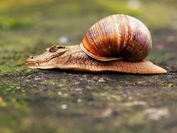 Deretan Hewan Hasil Editan Photoshop, Ngeri, Gemes hingga Bikin Ngakak