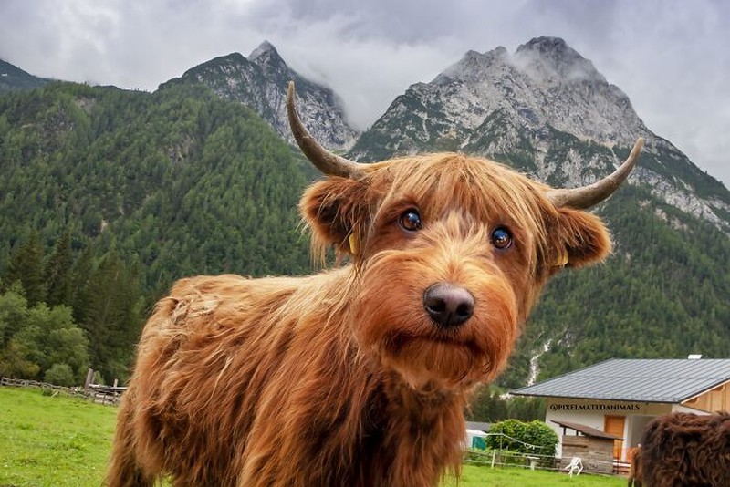 Hewan Editan Photoshop