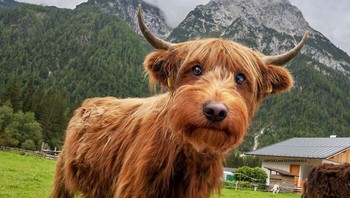 Sapinya mengemaskan karena memadukan puppies. Foto: Martin Bullock via Boredpanda