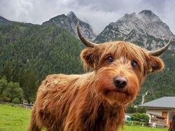 Deretan Hewan Hasil Editan Photoshop, Ngeri, Gemes hingga Bikin Ngakak