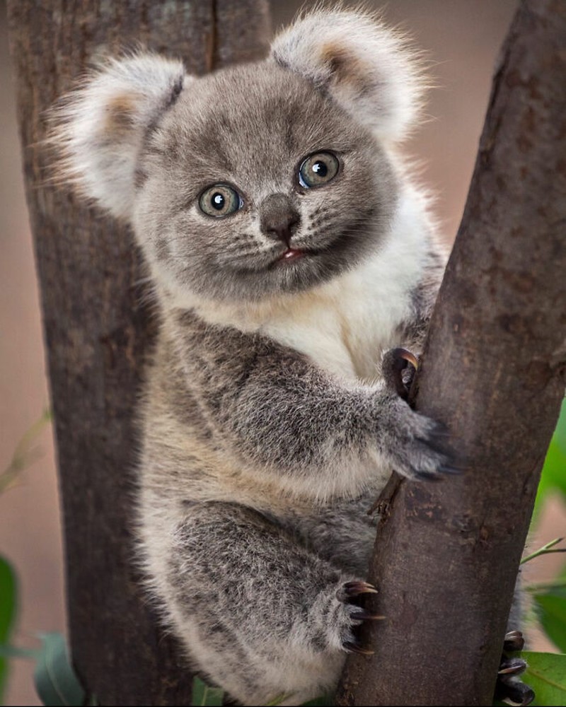 Hewan Editan Photoshop