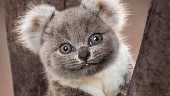 Perpaduan koala dan kucing, tertarik memeliharanya di rumah?  Foto: Martin Bullock via Boredpanda