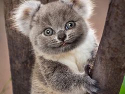 Deretan Hewan Hasil Editan Photoshop, Ngeri, Gemes hingga Bikin Ngakak