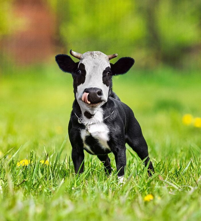 Hewan Editan Photoshop