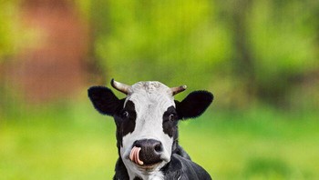 Sapi satu ini pastilah gesit... Foto: Martin Bullock via Boredpanda