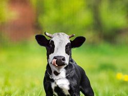 Deretan Hewan Hasil Editan Photoshop, Ngeri, Gemes hingga Bikin Ngakak