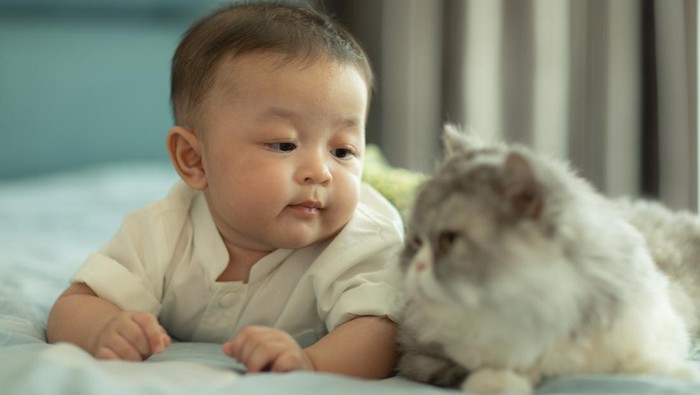 Ilustrasi Bayi dan Kucing