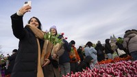 Lautan bunga yang cerah dan indah diciptakan oleh penanam tulip Belanda di Museumplein untuk memperingati Hari Tulip Nasional.  