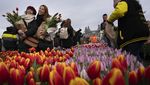 Indahnya Warna-warni Bunga Tulip Bermekaran di Amsterdam