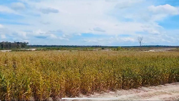 Kebun Jagung Food Estate Gunung Mas Kalimantan Tengah