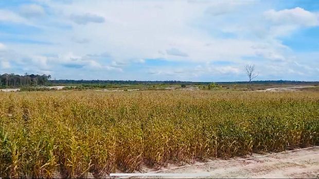 Kebun Jagung Food Estate Gunung Mas Kalimantan Tengah
