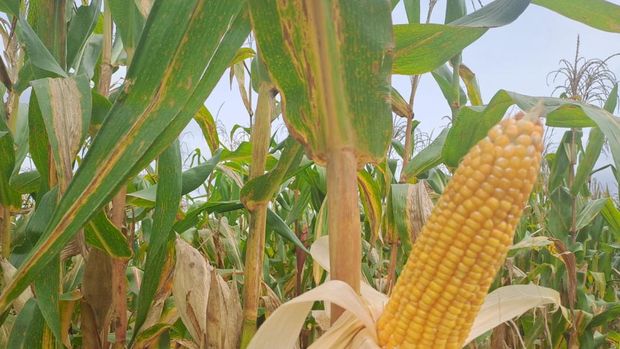 Kebun Jagung Food Estate Gunung Mas Kalimantan Tengah