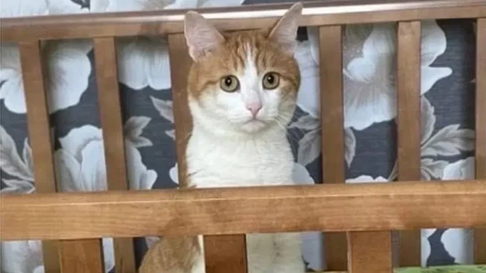 Kucing oren Twix