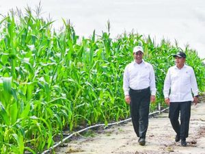 Mahfud Sentil Food Estate Gunung Mas Ditanam Pakai Polybag