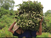 Meraup Cuan dari Eceng Gondok