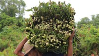 Namun anggapan itu tidak berlaku bagi Mursalin (43) dan Istrinya Cut Afni Zahara (39). Mereka justru melihat eceng gondok sebagai permata hijau yang memiliki potensi ekonomi dalam meraup cuan dengan memanfaatkan tumbuhan ini sebagai bahan baku utama untuk membuat berbagai kerajinan tangan yang dijadikan suvenir.  
