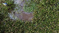 Ketersedian eceng gondok di perairan pesisir Aceh Barat juga sangat melimpah, seperti di perairan muara, Sungai Kecil, dan area bekas tambak ikan.  