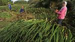 Meraup Cuan dari Eceng Gondok