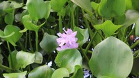 Eceng gondok dengan nama latin Eichornia crassipes adalah tanaman air yang tumbuh dan berkembang di atas permukaan air. Tanaman yang memiliki kecepatan tumbuh yang tinggi dan kemampuan untuk menyesuaikan diri terhadap perubahan lingkungan ini banyak ditemukan di Indonesia, termasuk di wilayah pesisir Aceh Barat.