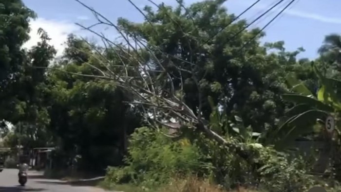 Pohon tumbang di Pinrang belum dievakuasi.
