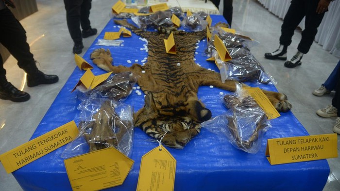 Petugas menata barang bukti tindak kejahatan perdagangan satwa berupa kulit harimau (Panthera tigris sumatrae) dan bagian tubuh lainnya saat rilis di Polda Aceh, Banda Aceh, Senin (22/1/2024). Polda Aceh menggagalkan perdagangan ilegal kulit harimau beserta bagian tubuhnya dan menangkap dua tersangka yang berperan sebagai penjual. ANTARA FOTO/Ampelsa/aww.