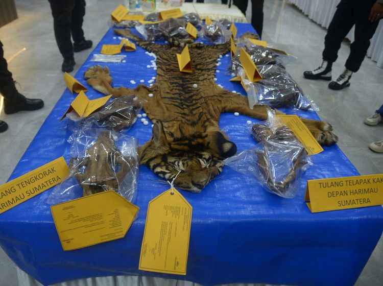 Kasihan! Harimau Ini Jadi Korban Mafia Perdagangan Satwa