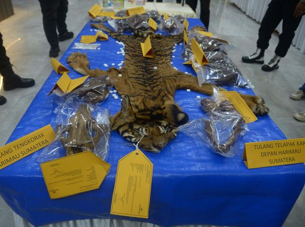 Kasihan! Harimau Ini Jadi Korban Mafia Perdagangan Satwa