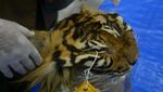 Kasihan! Harimau Ini Jadi Korban Mafia Perdagangan Satwa