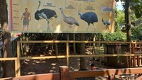Mengenal berbagai jenis burung raksasa yang tidak bisa terbang